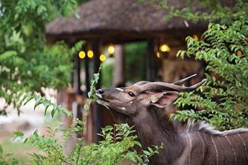 Motswari Private Game Reserve - Timbavati Klaserie Private Nature Reserve Εξωτερικό φωτογραφία
